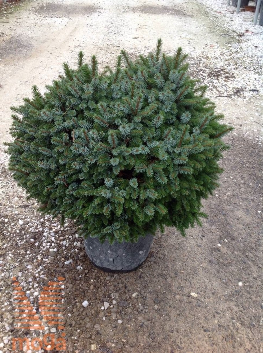 БЕЛЕЛЬ ель благородная 1.9