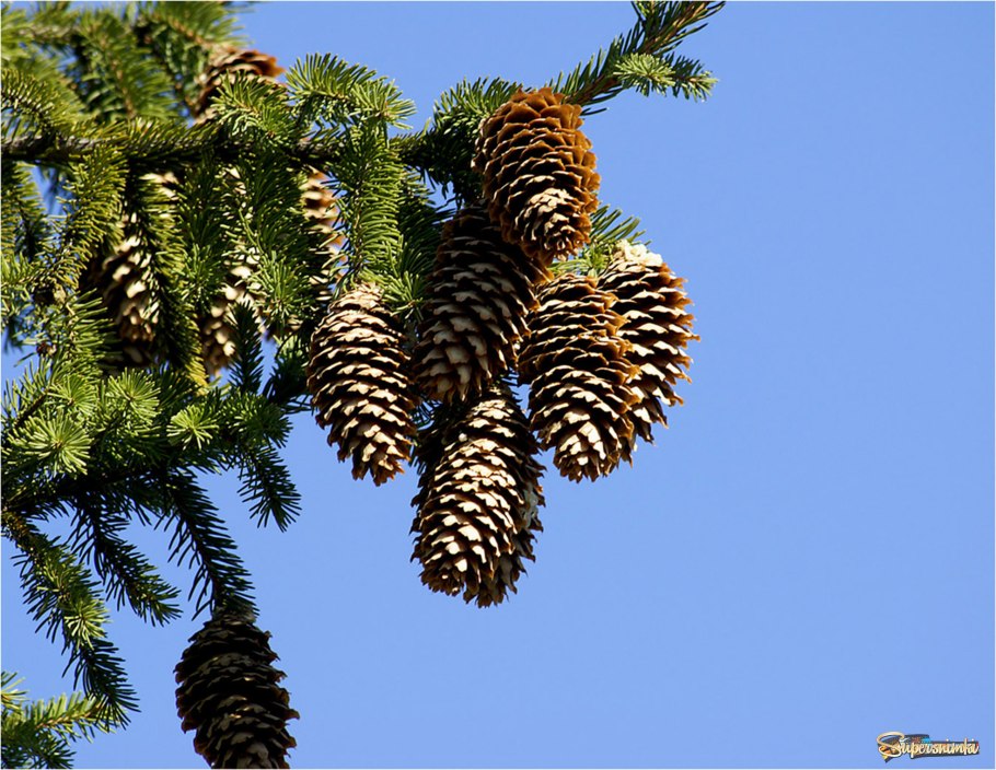 Постер елки заснеженной черно белый