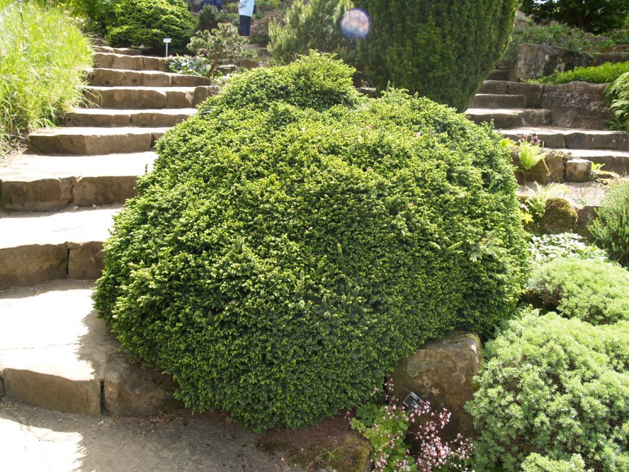 Ель черная Nana