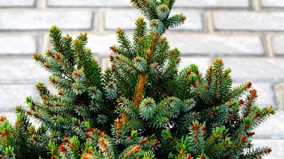 Ель Picea jezoensis Nana