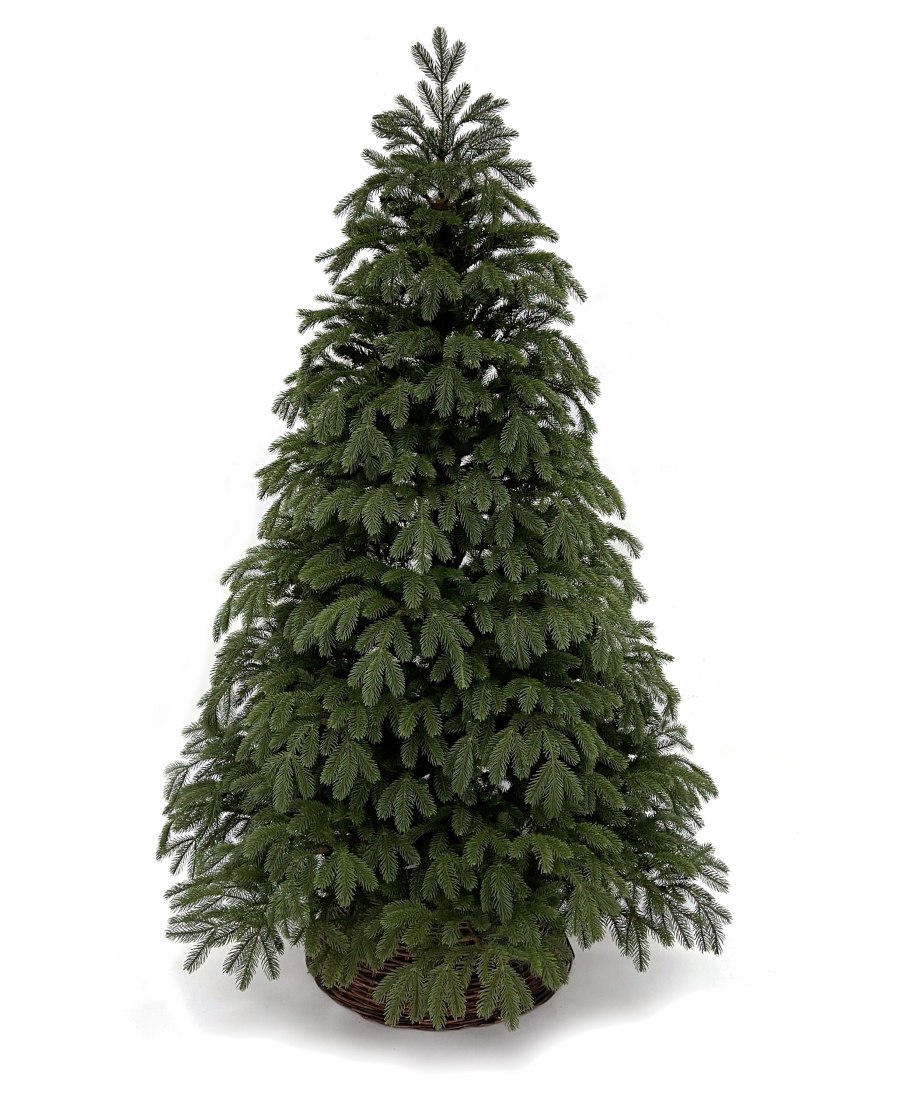 Ель ситхинская «Нана» штамб