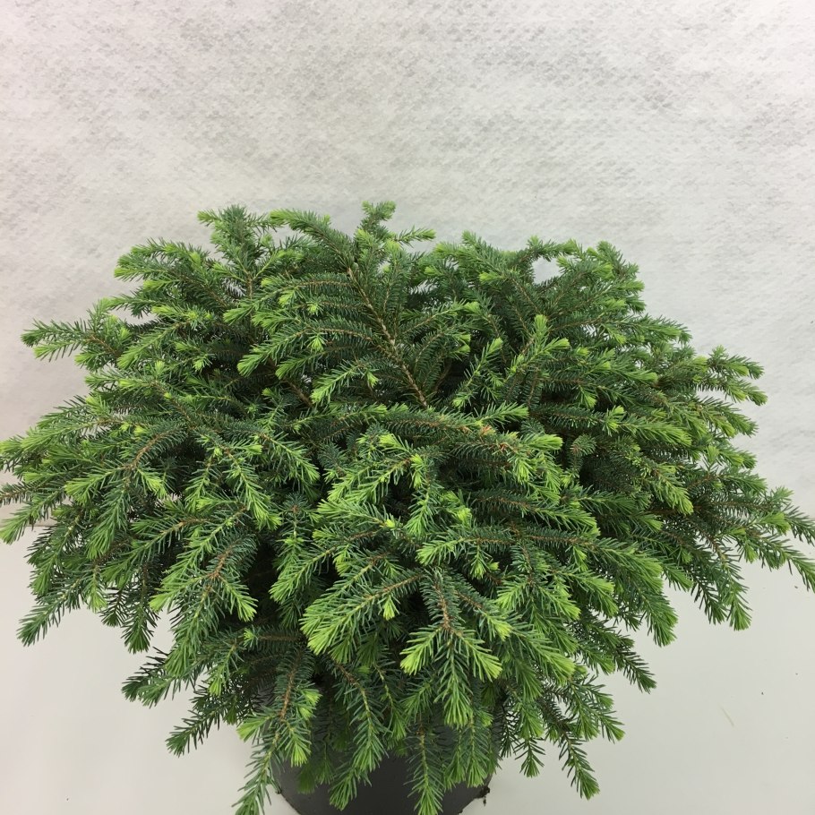 Picea Mariana Beissneri