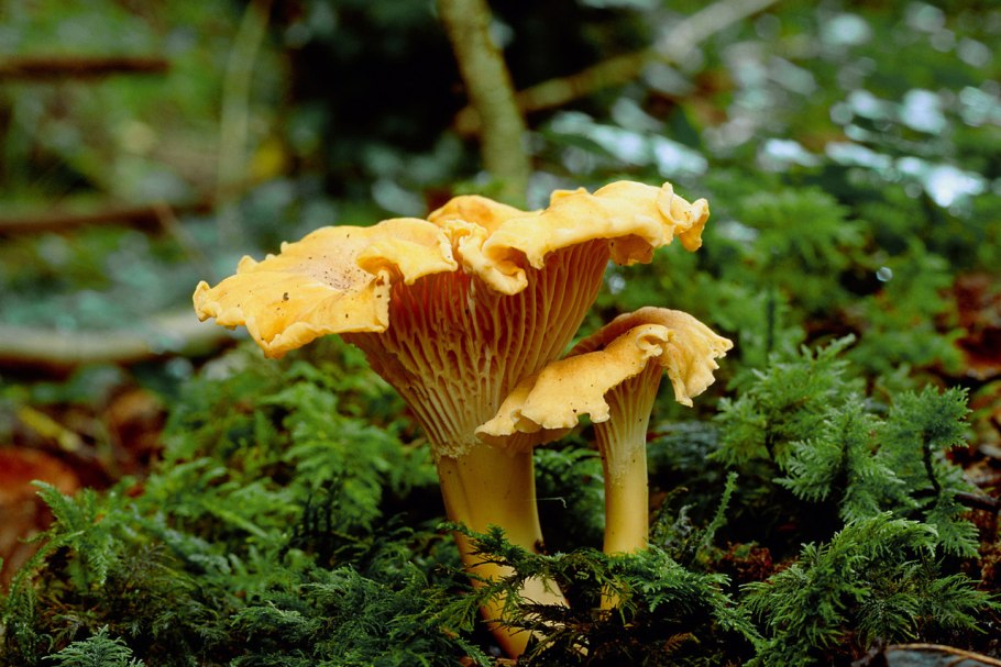 Грибы лисички на Сахалине