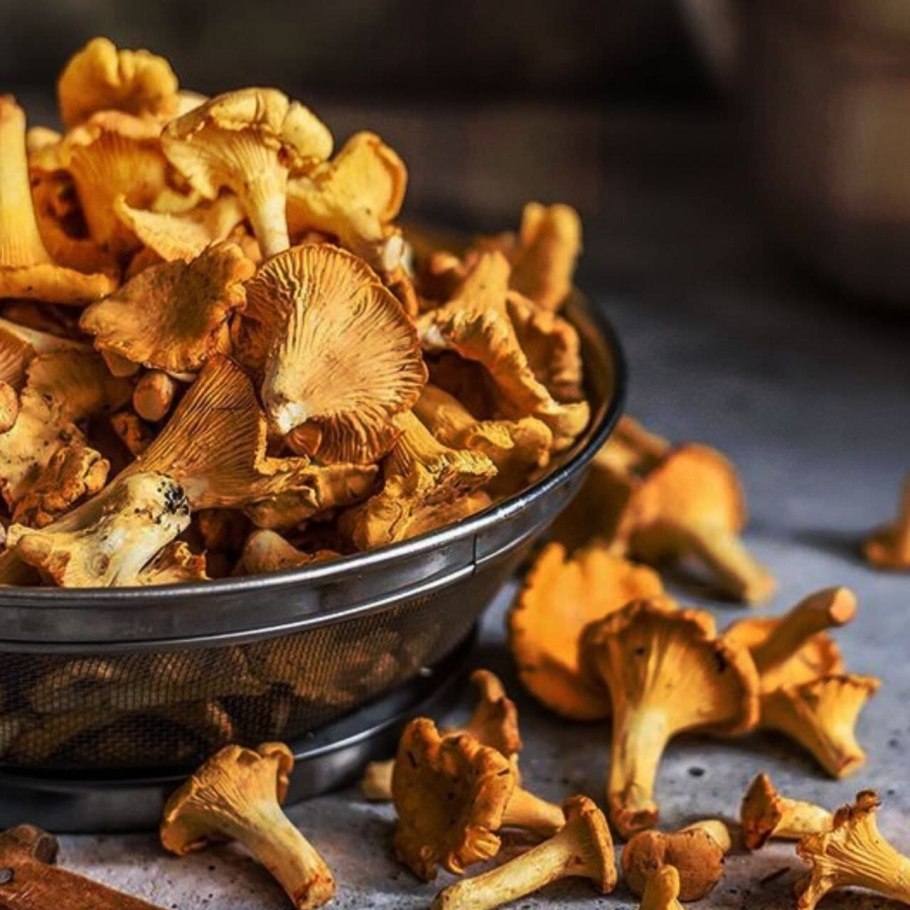 Лисичка с лисичками грибами