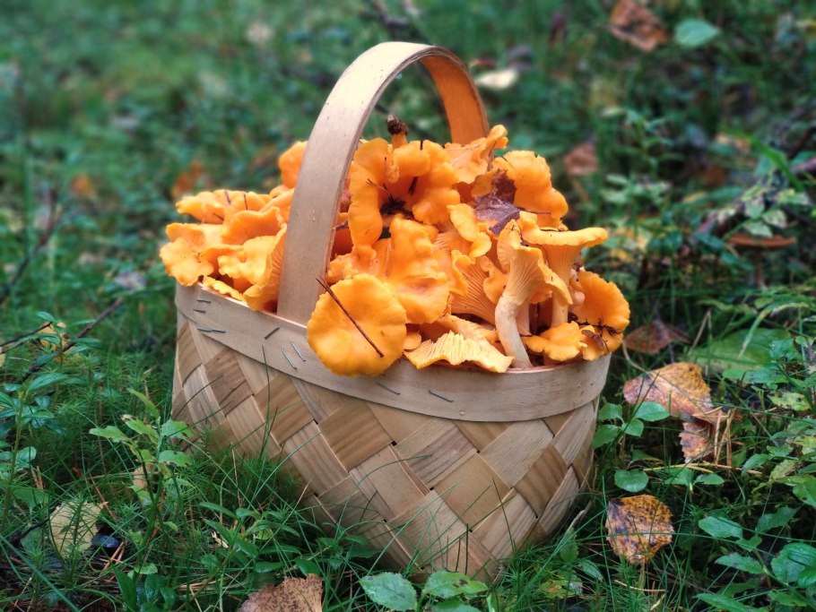 Грибы лисички, опята