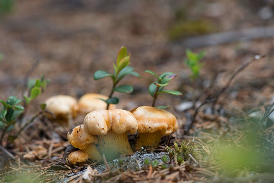 Маленькая Лисичка гриб
