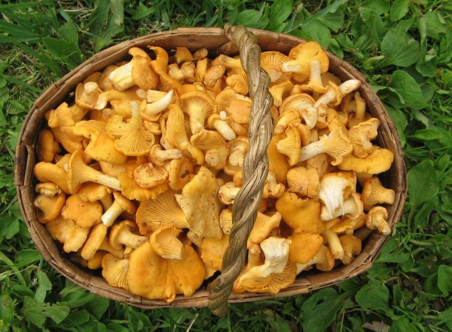 Грибы лисички