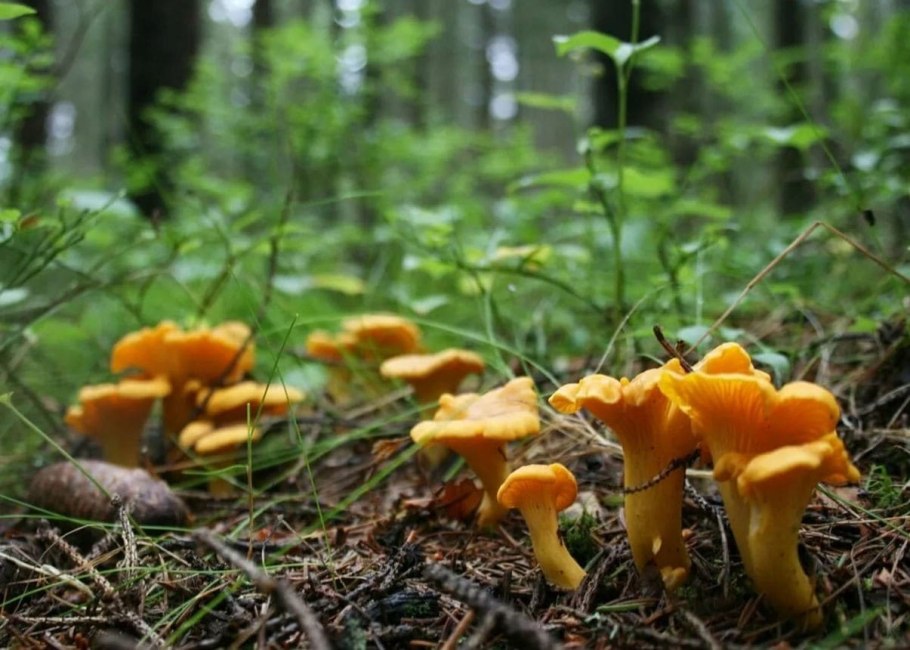 Богородские дикоросы грибы лисички