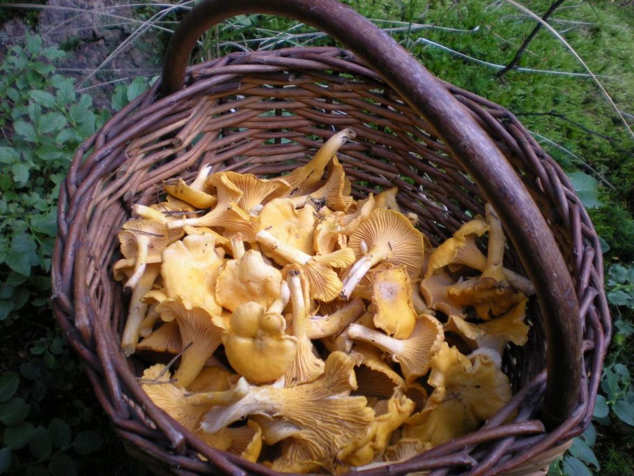 Грибы лисички