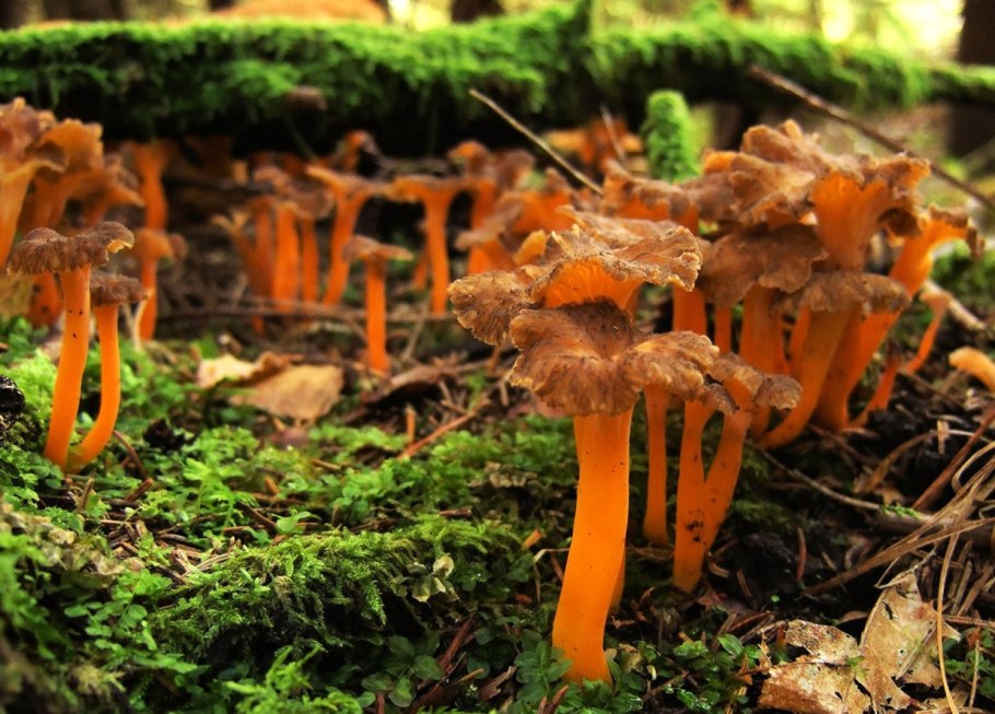 Cantharellus lutescens