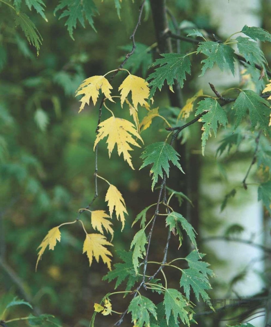 Береза повислая Криспа