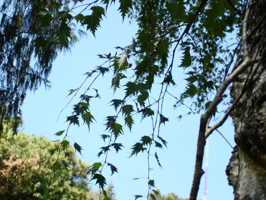 Береза повислая Лациниата