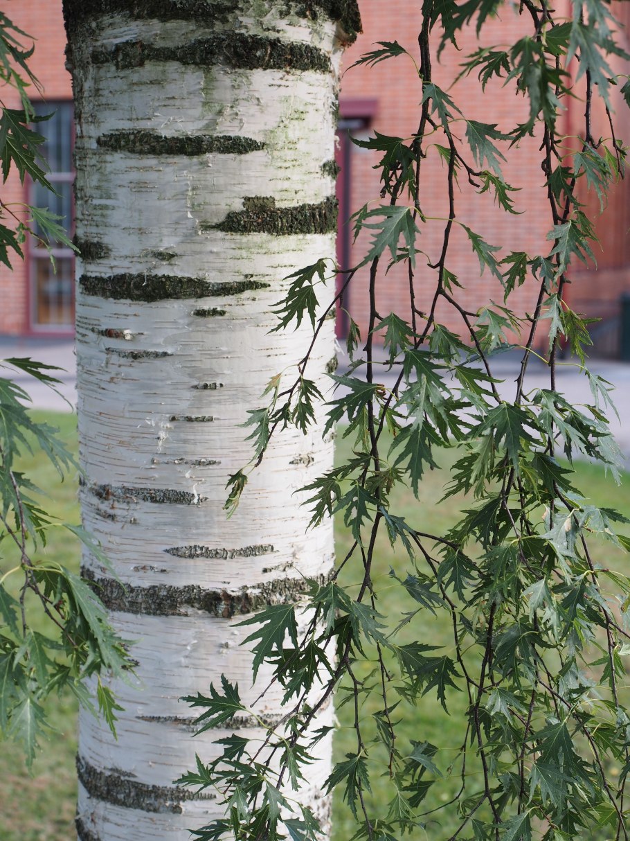 Береза повислая crispa