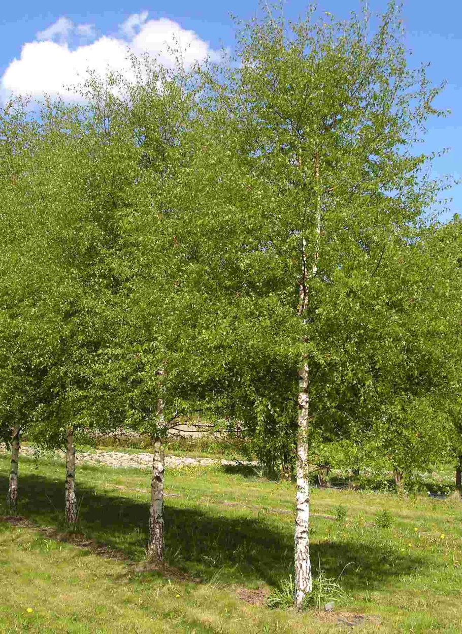 Береза повислая Грацилис