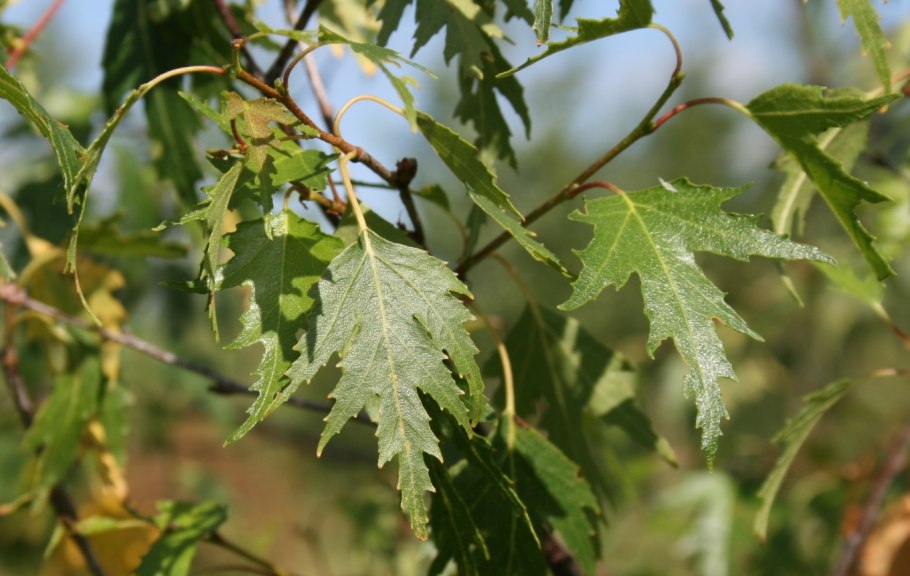 Береза повислая gracilis