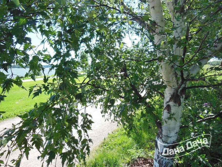 Береза плакучая Лациниата