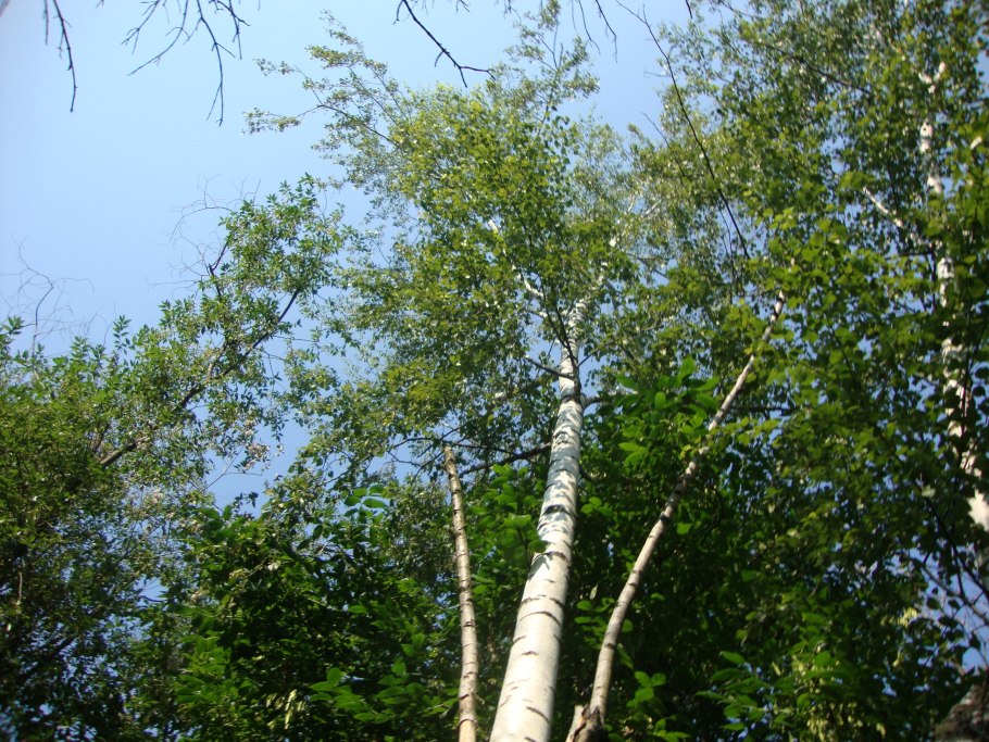 Береза бородавчатая Betula pendula