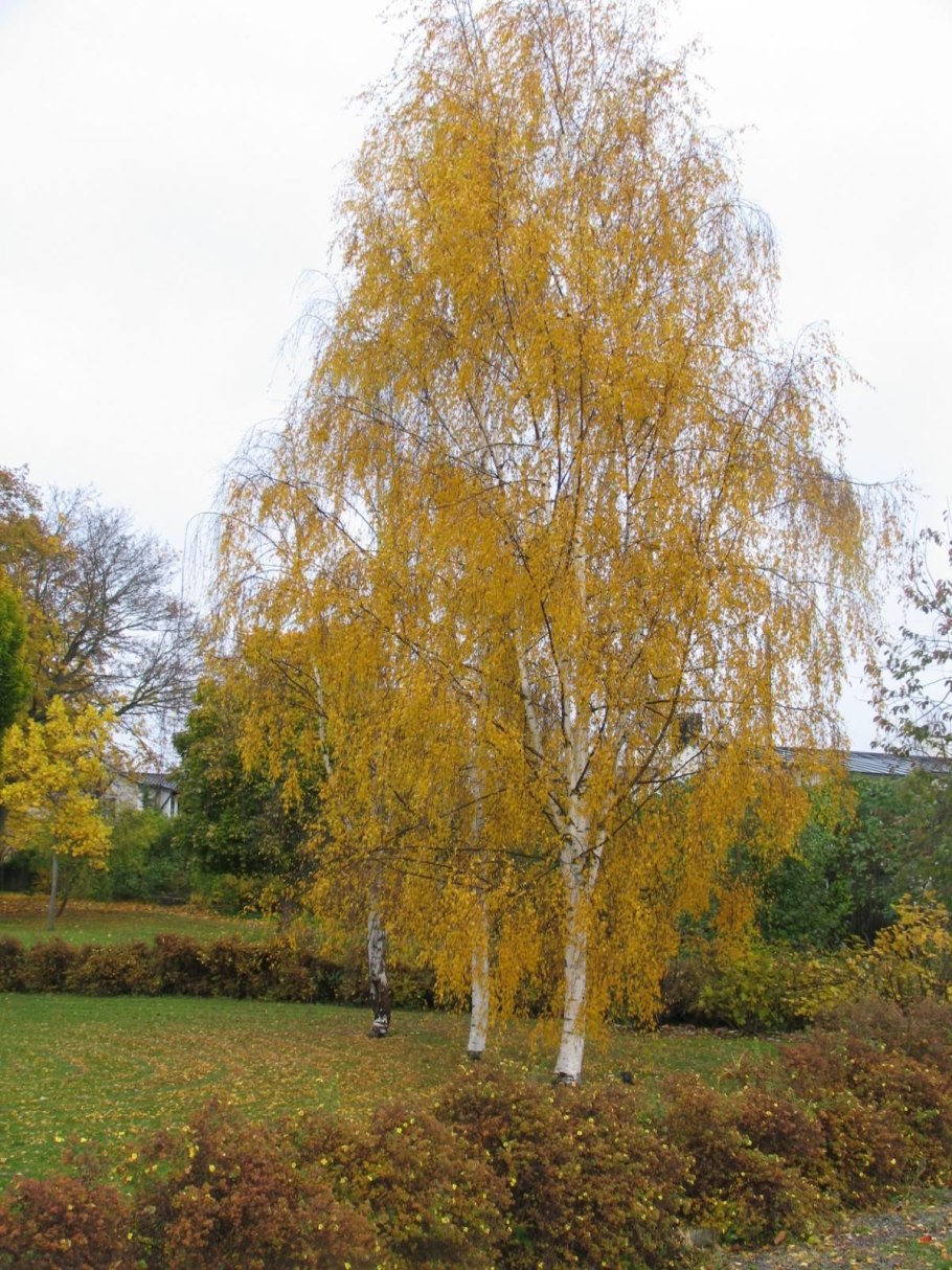 Betula pendula laciniata