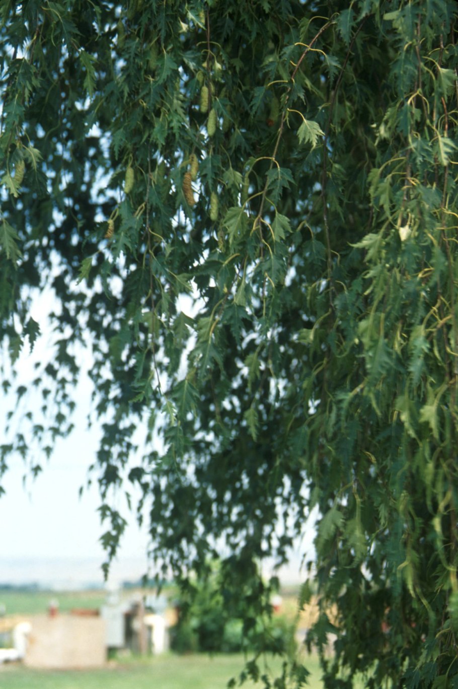 Береза повислая Лациниата