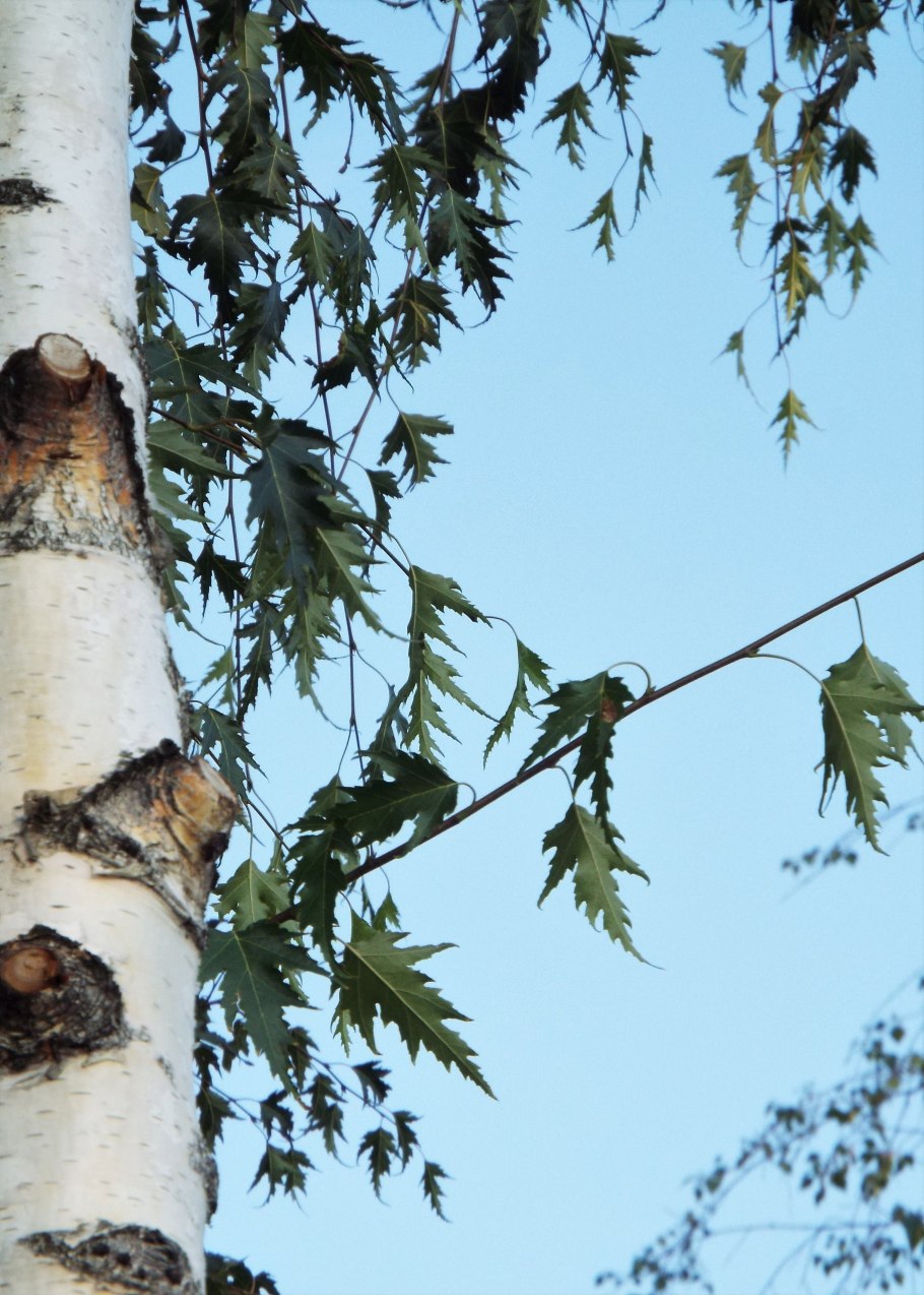 Береза повислая Лациниата