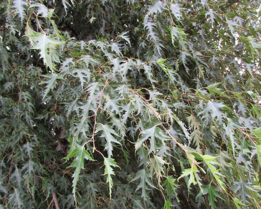 Birch Betula pendula