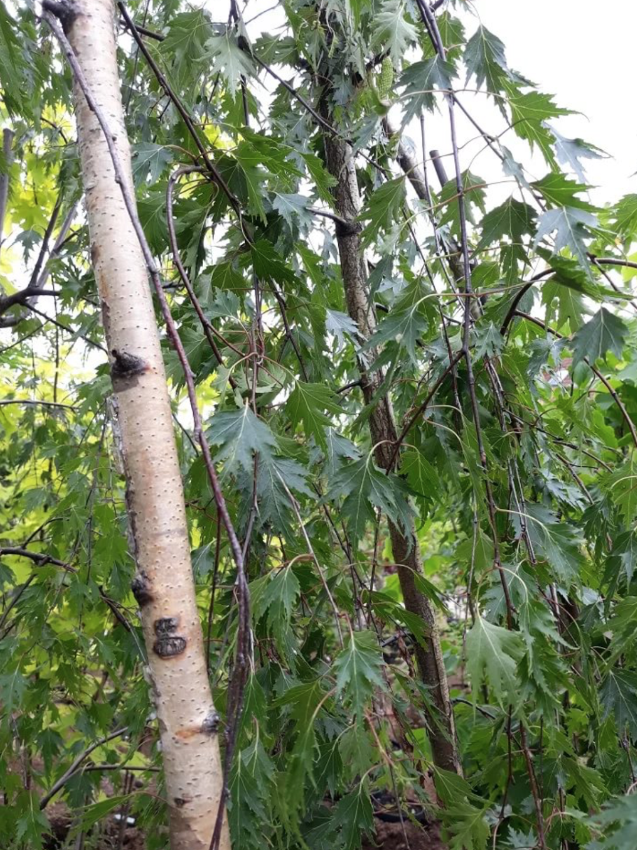 Берёза повислая даликарлийская