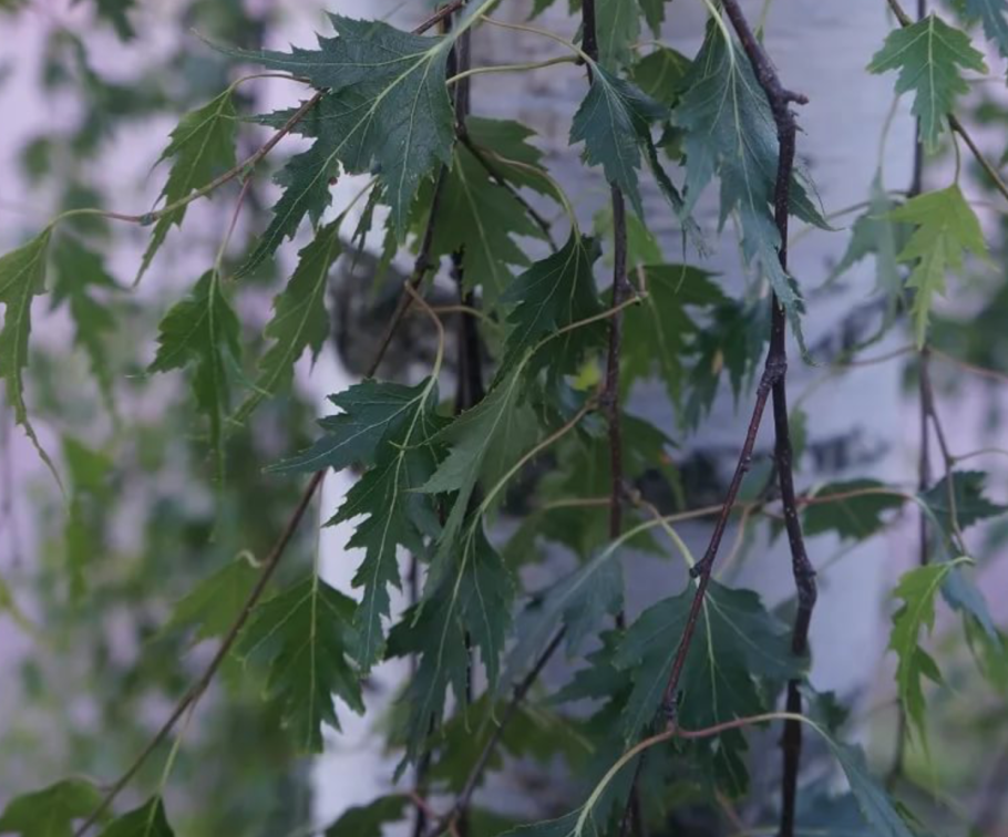 Растут в Украине березы