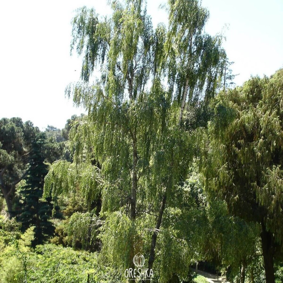 Береза Лациниата