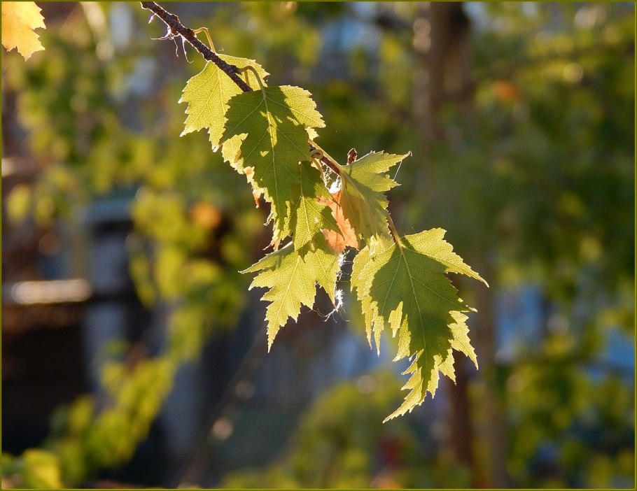 Береза повислая purpurea
