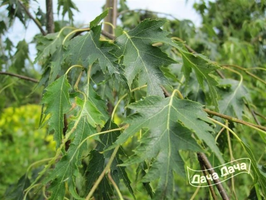 Береза далекарлийская Лациниата