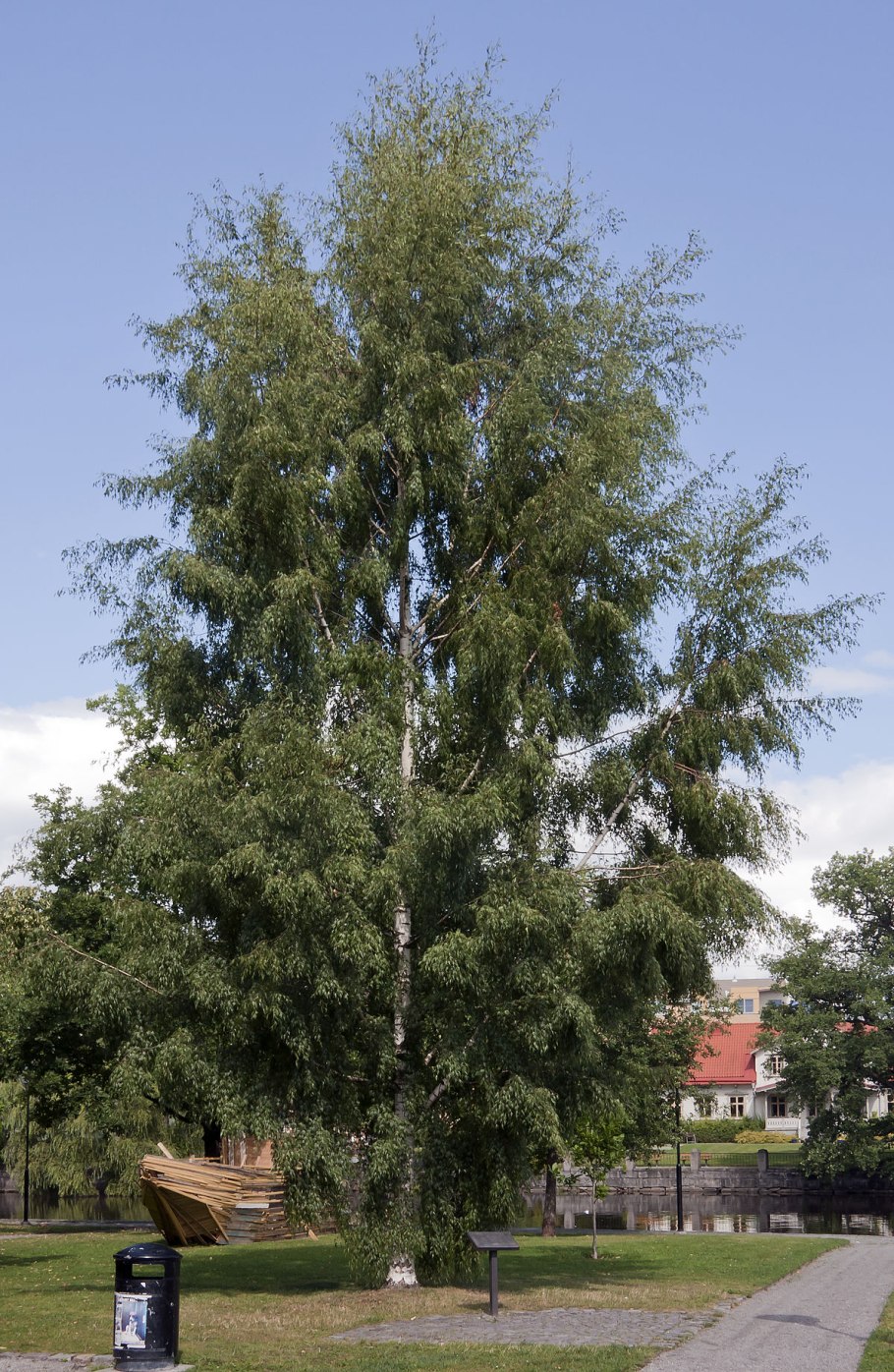 Береза повислая (Betula pendula Roth.)