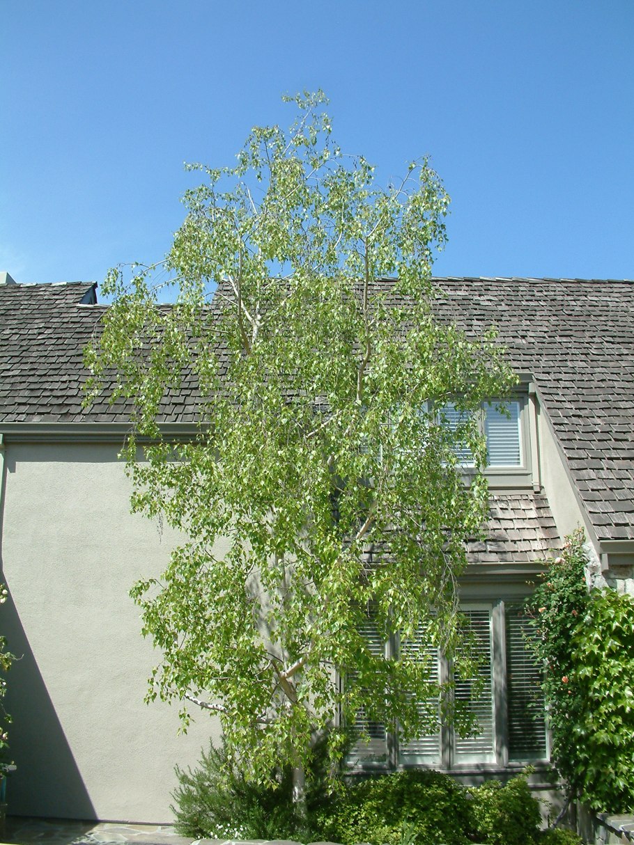 Береза повислая Тристис