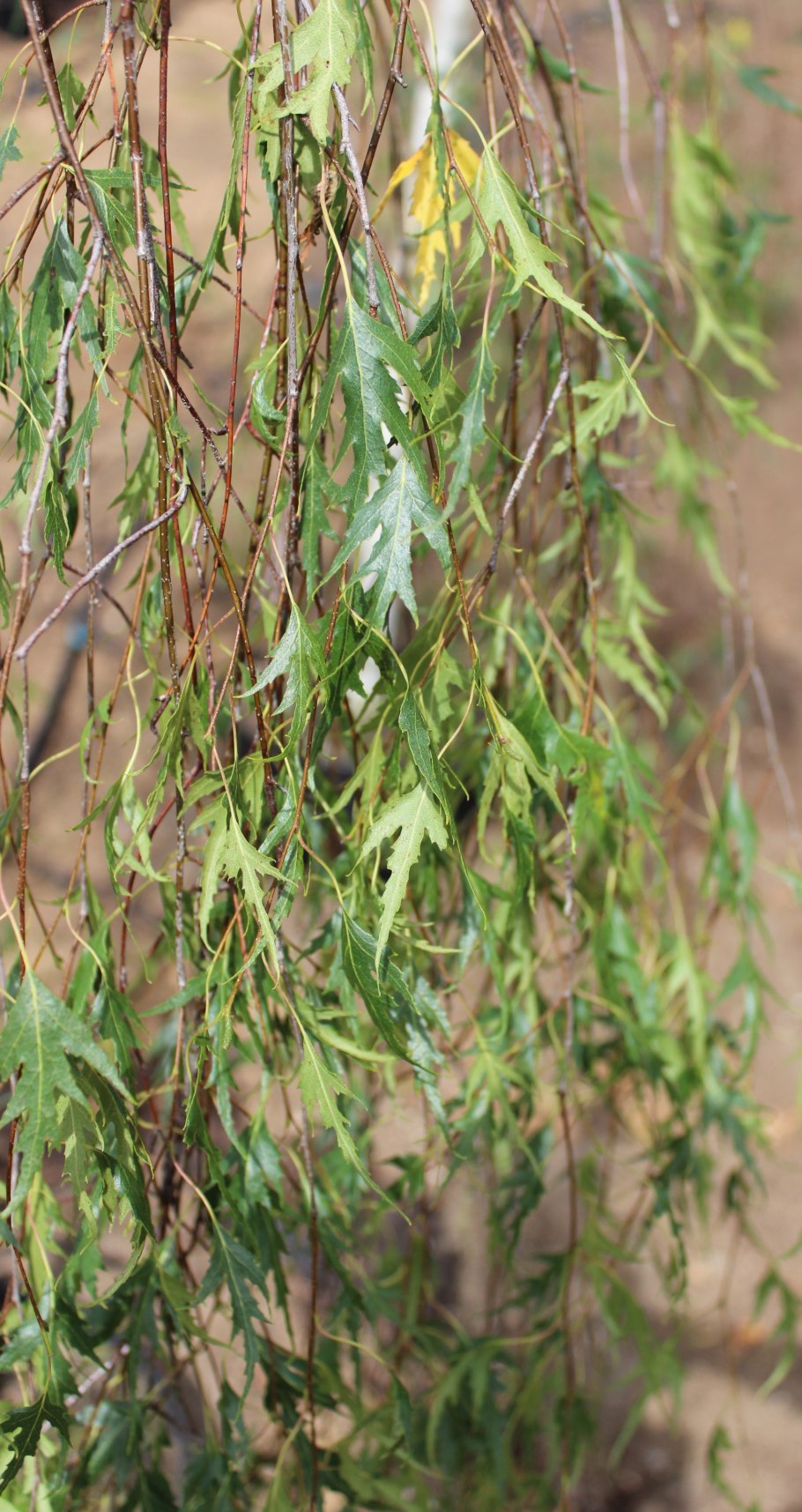 Береза повислая Лациниата