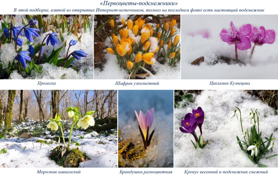 Способы вегетативного размножения растений черенкованием