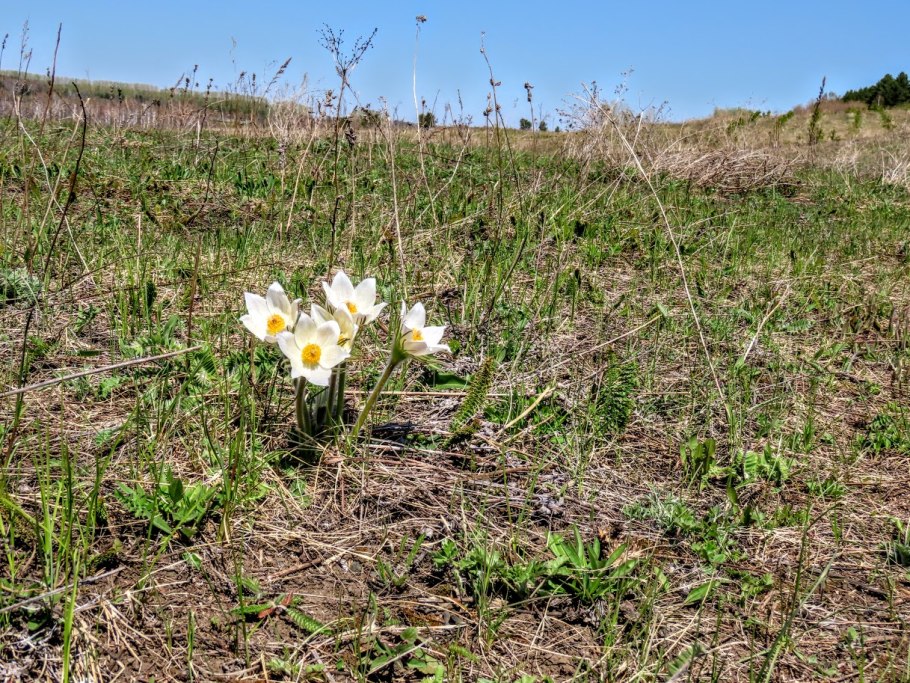 Галантус Альпийский