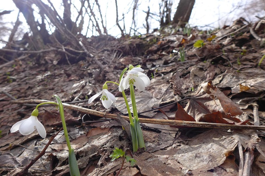 Подснежник кавказский – Galanthus caucasicus (Baker) Grossh