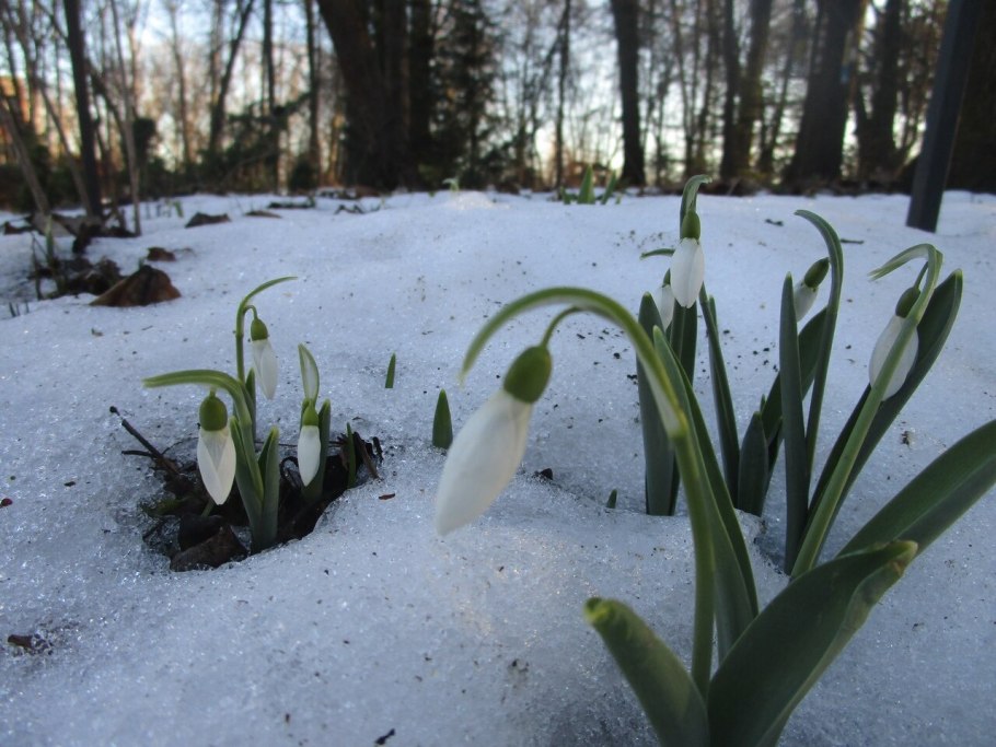 Подснежник Галантус