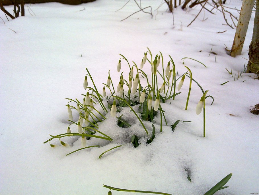 Раннецветущие растения Южного Урала