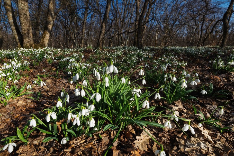 Подснежник ризенский