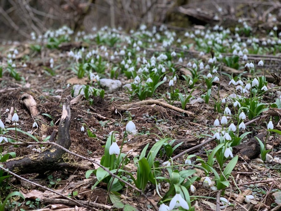 Пырей ползучий мятлик