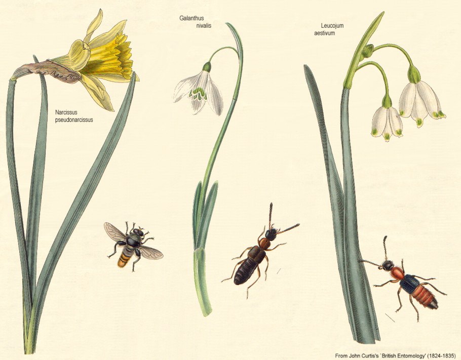 Стадии развития луковицы тюльпана