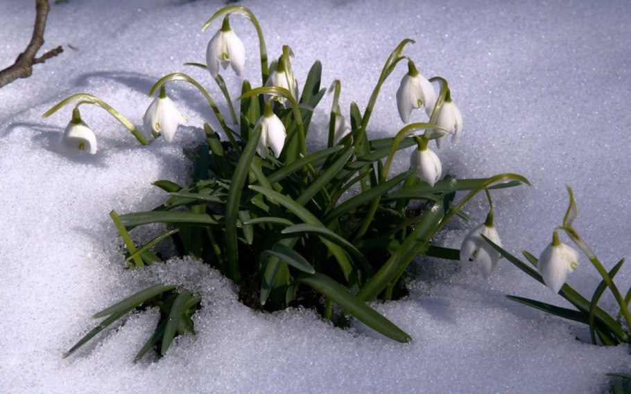 Строение подснежника схема