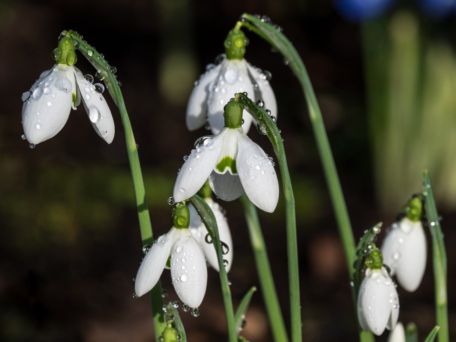 Подснежник кавказский