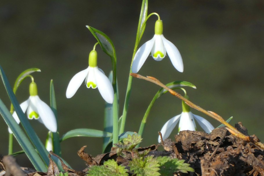 Подснежник Сибирский прострел