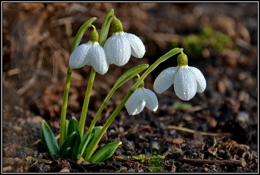 Рассказать про Подснежник