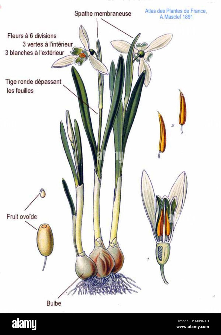Тянь Шанский Подснежник
