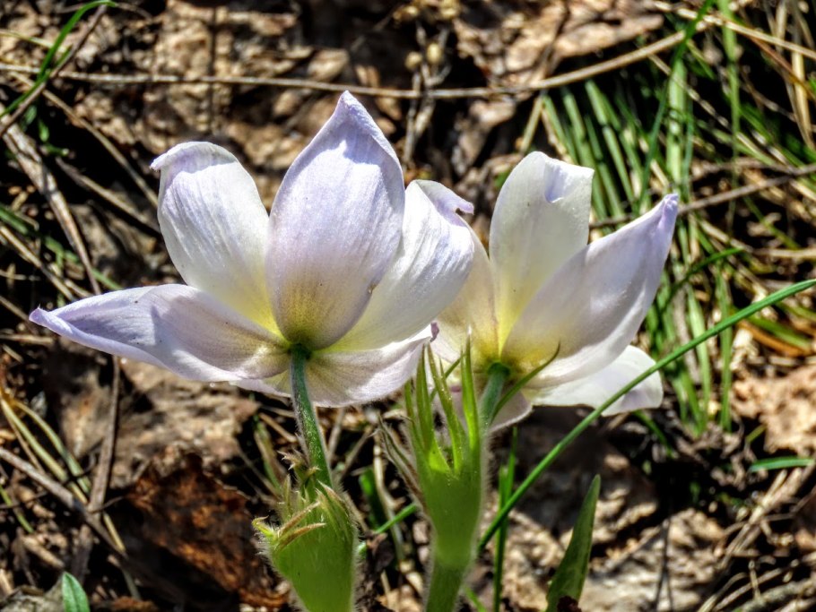 Пролеска Крокус Галантус