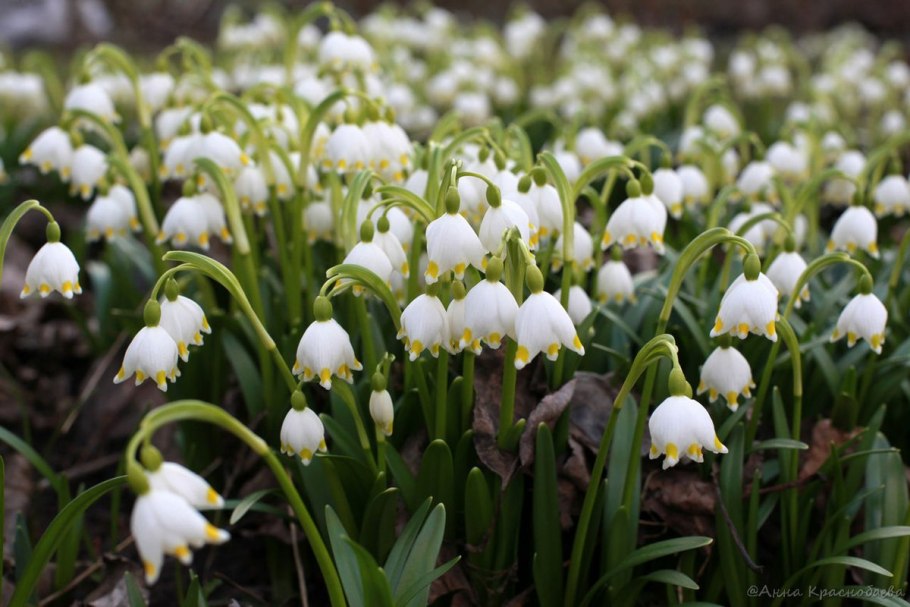 Подснежники в Сочи