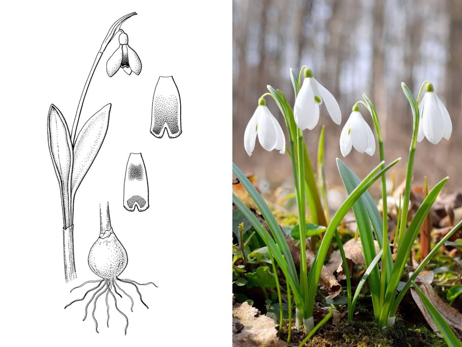 Семена белоцветник летний