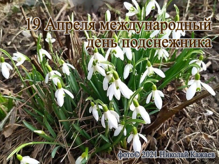 Подснежники прострел Уральский